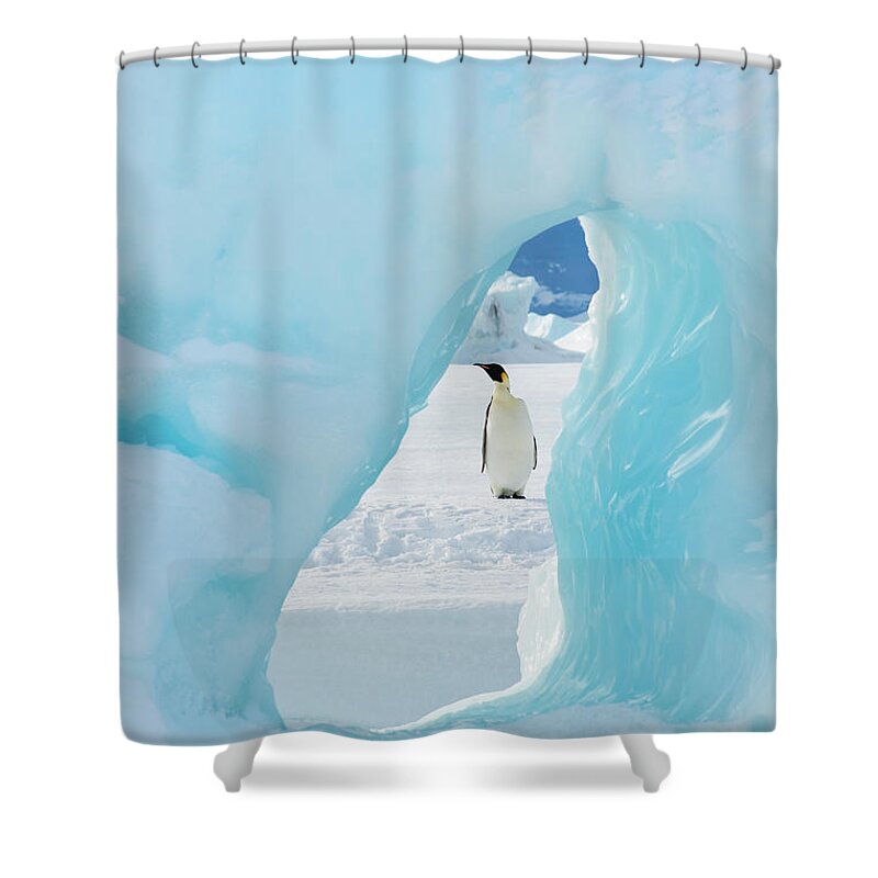 Emperor Penguin Shower Curtain featuring the photograph An Adult Emperor Penguin Standing On by Mint Images - David Schultz