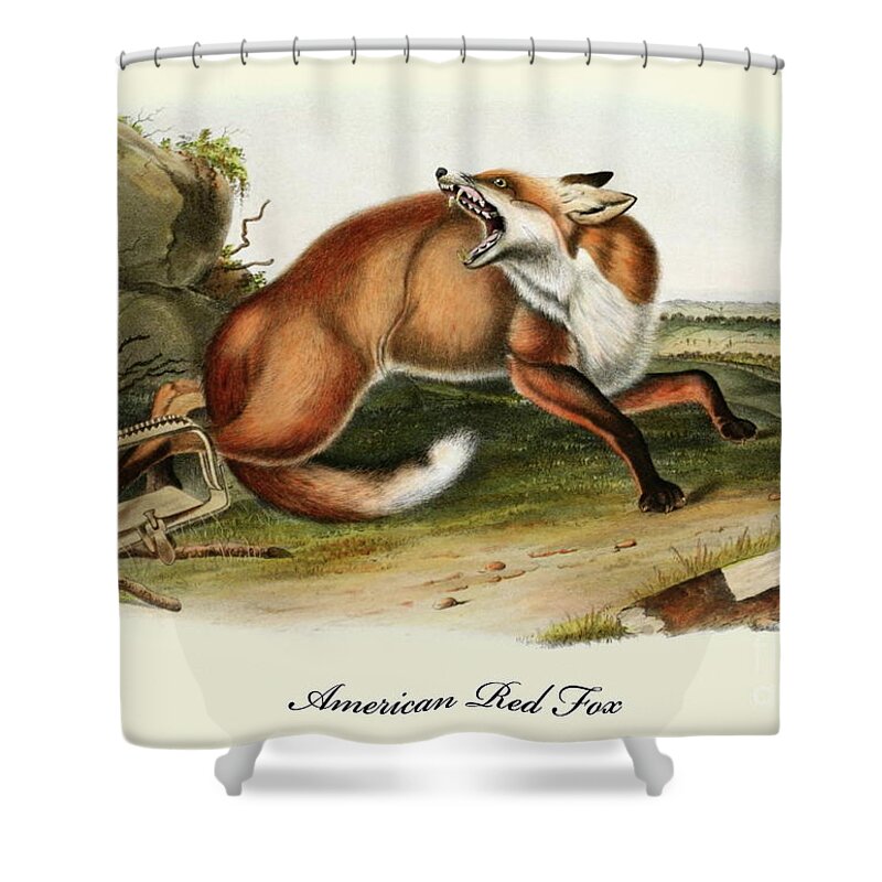 Fox Shower Curtain featuring the painting An American Red Fox Vintage Print by John James Audubon