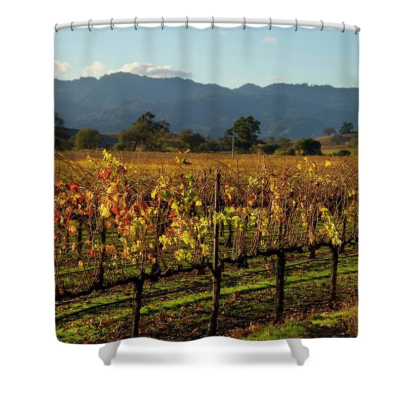 Scenics Shower Curtain featuring the photograph An Autumn Vineyard Being Grown At Napa by Rathyrye
