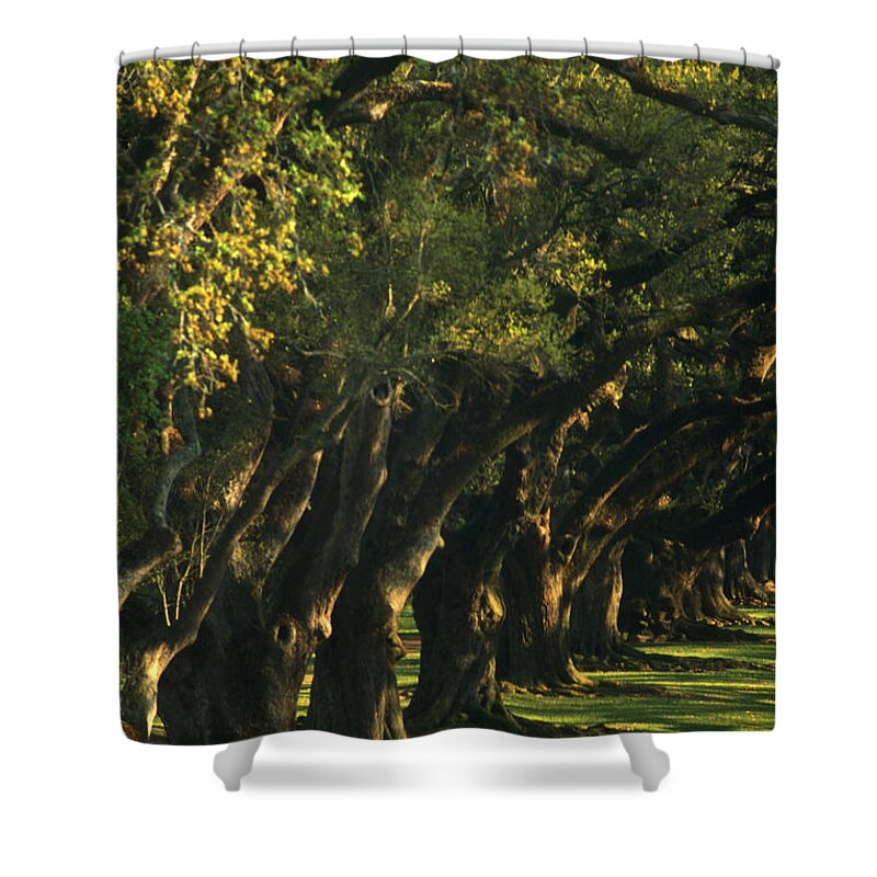 Scenics Shower Curtain featuring the photograph An Avenue Of Oak Trees by Lyle Leduc