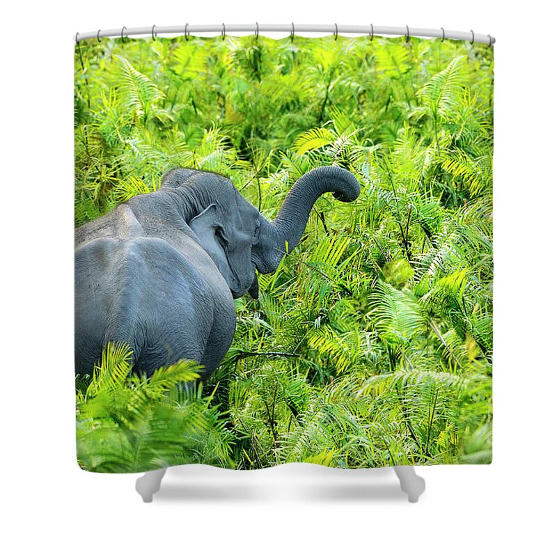 Animal Themes Shower Curtain featuring the photograph An Elephant At Kaziranga National Park by Karunakaran Parameswaran Pillai