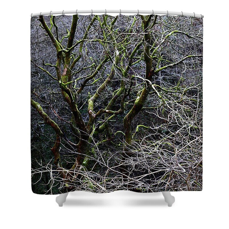 Woodland Shower Curtain featuring the photograph Ancient Oak Forest in Winter by James Brunker