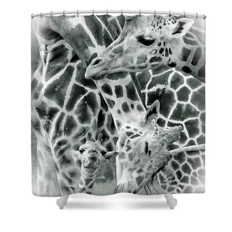 Giraffe Shower Curtain featuring the photograph And Baby Makes Three BW by Lori Tambakis