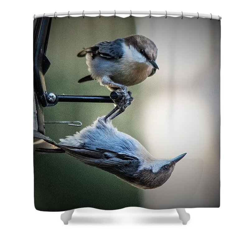 Brown Headed Nuthatch Shower Curtain featuring the photograph And Just Where Do You Think YOU'RE Going by Mary Ann Artz