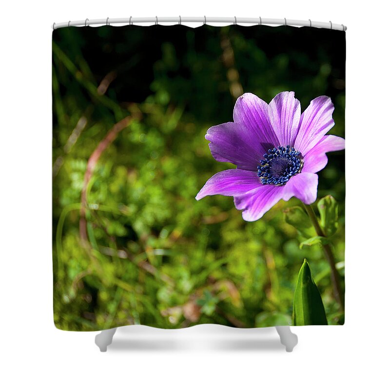 Greece Shower Curtain featuring the photograph Anemone In Bloom by Elias Kordelakos Photography