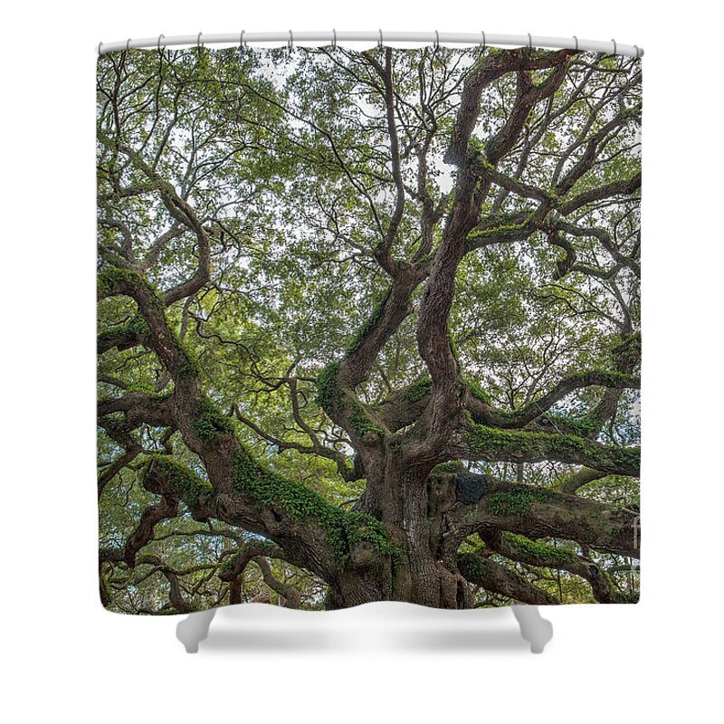 Angel Oak Tree Shower Curtain featuring the photograph Angel Limbs - Johns Island by Dale Powell