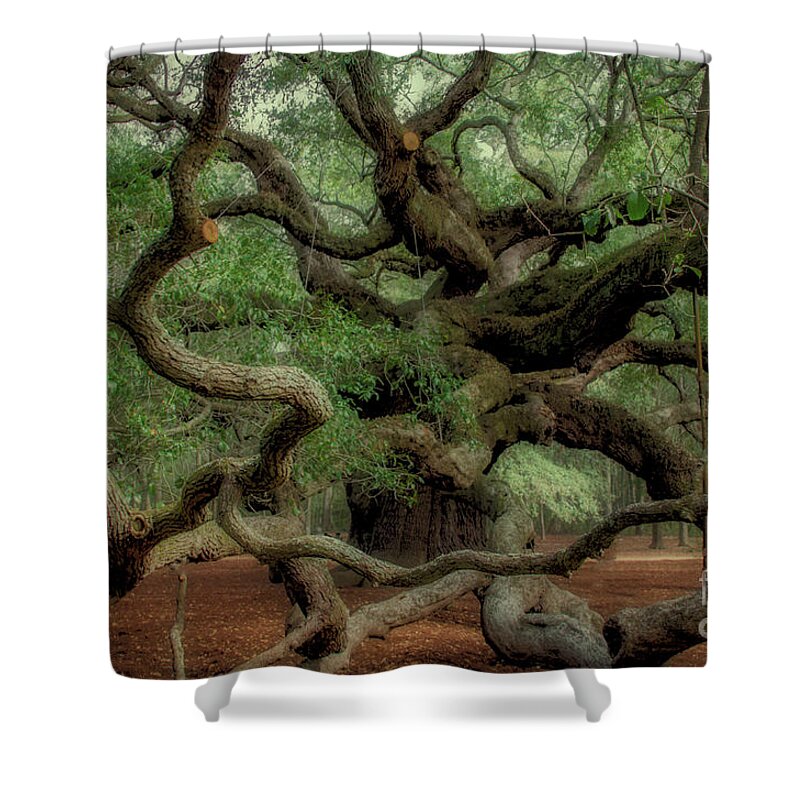 Angel Oak Tree Shower Curtain featuring the photograph Angel Time Curls by Dale Powell