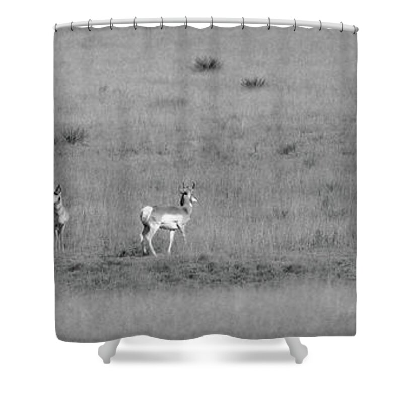 Richard E. Porter Shower Curtain featuring the photograph Antelope - Hwy. 207, Texas Panhandle by Richard Porter