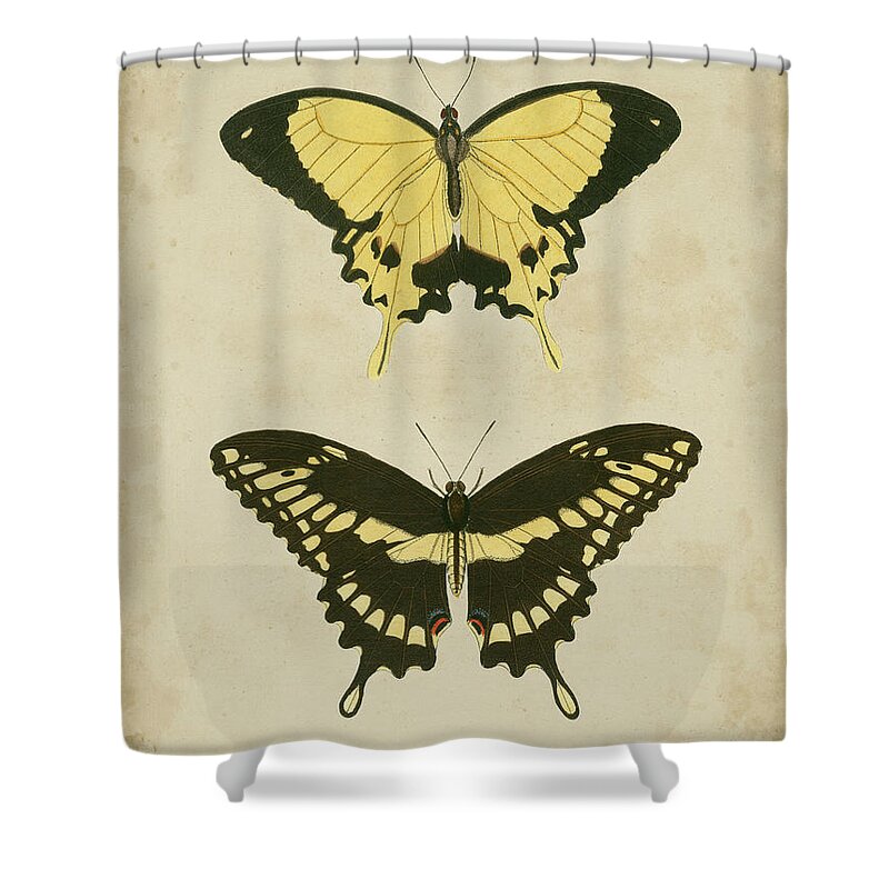 Decorative Shower Curtain featuring the painting Antique Butterfly Pair I by Vision Studio