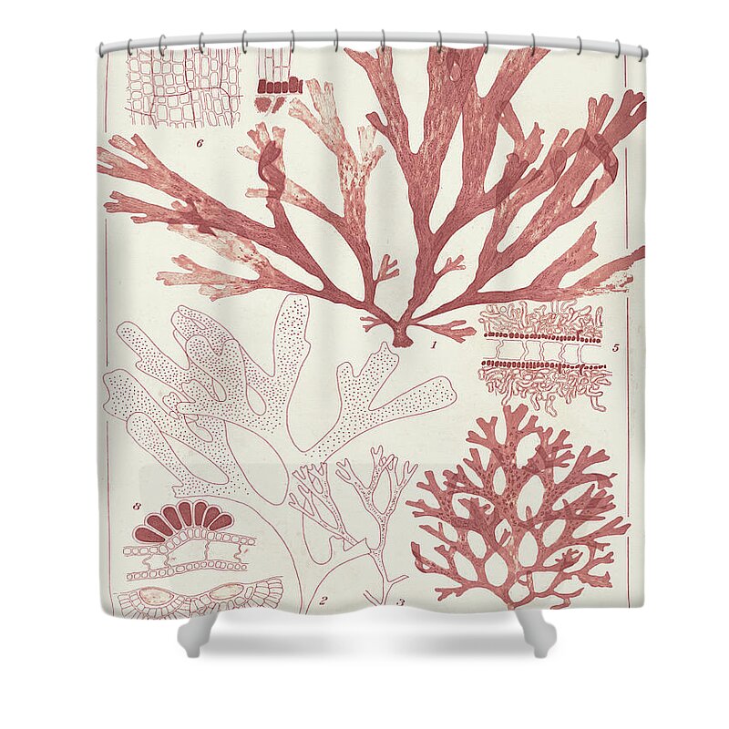 Coastal Shower Curtain featuring the painting Antique Coral Seaweed Iv by Vision Studio
