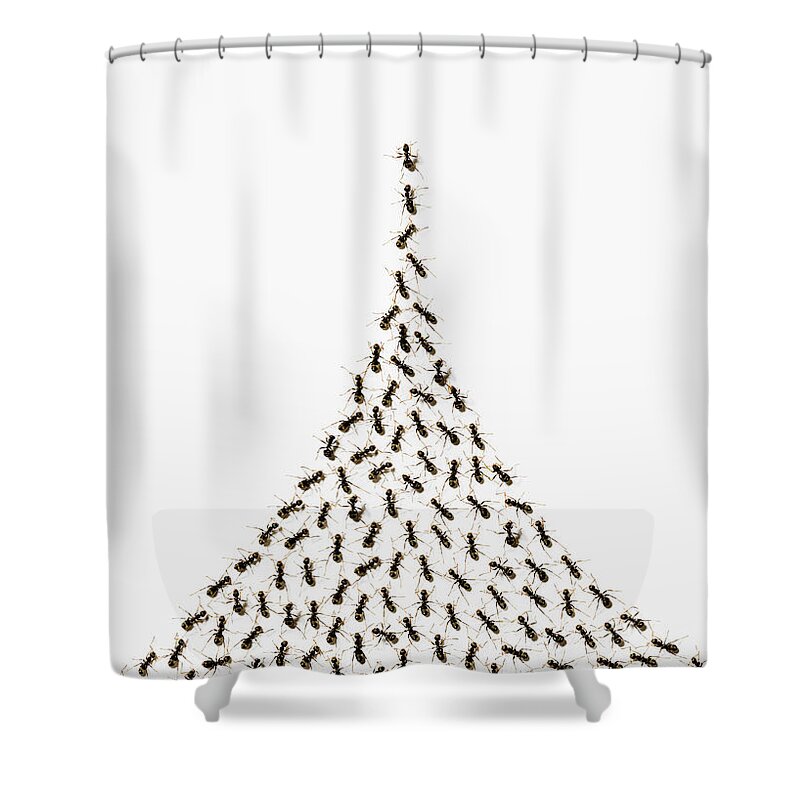 Following Shower Curtain featuring the photograph Ants by H&c Studio
