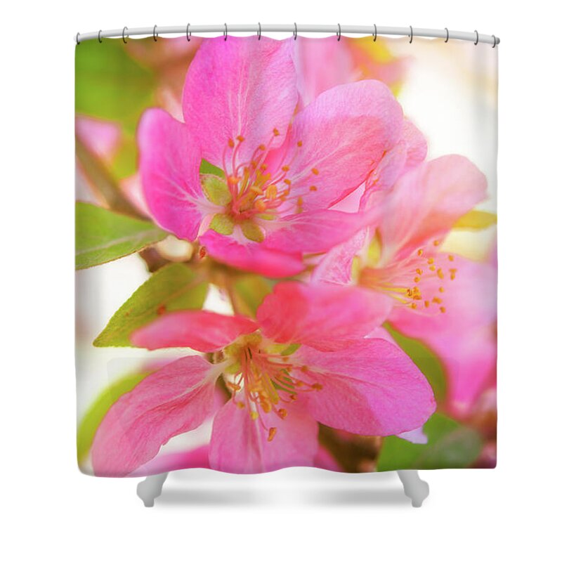 Nature Shower Curtain featuring the photograph Apple Blossoms Warm Glow by Leland D Howard