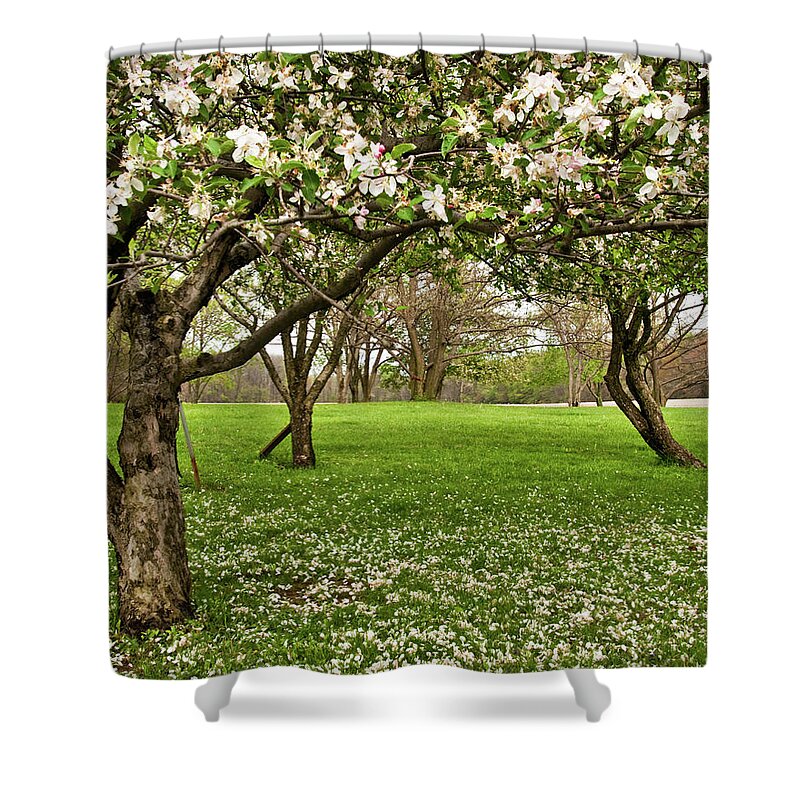Spring Shower Curtain featuring the photograph Apple Orchard by Minnie Gallman