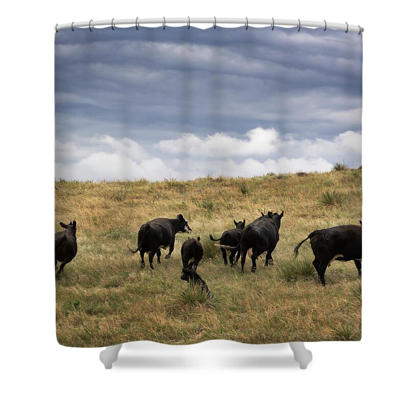 Domestic Animals Shower Curtain featuring the photograph Approaching Storm by Yinyang