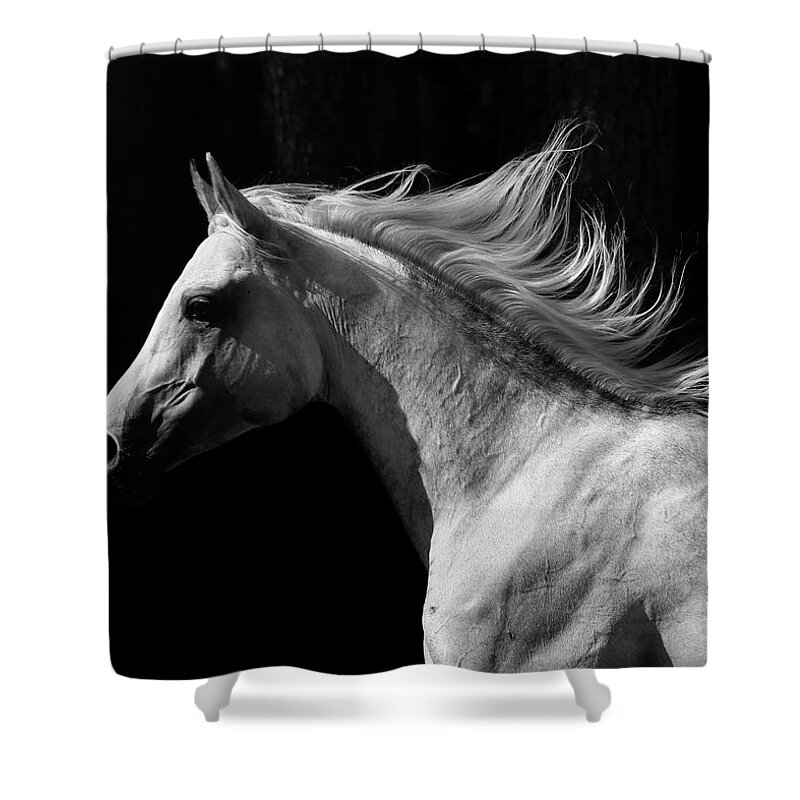 Horse Shower Curtain featuring the photograph Arab Stallion by Photographs By Maria Itina