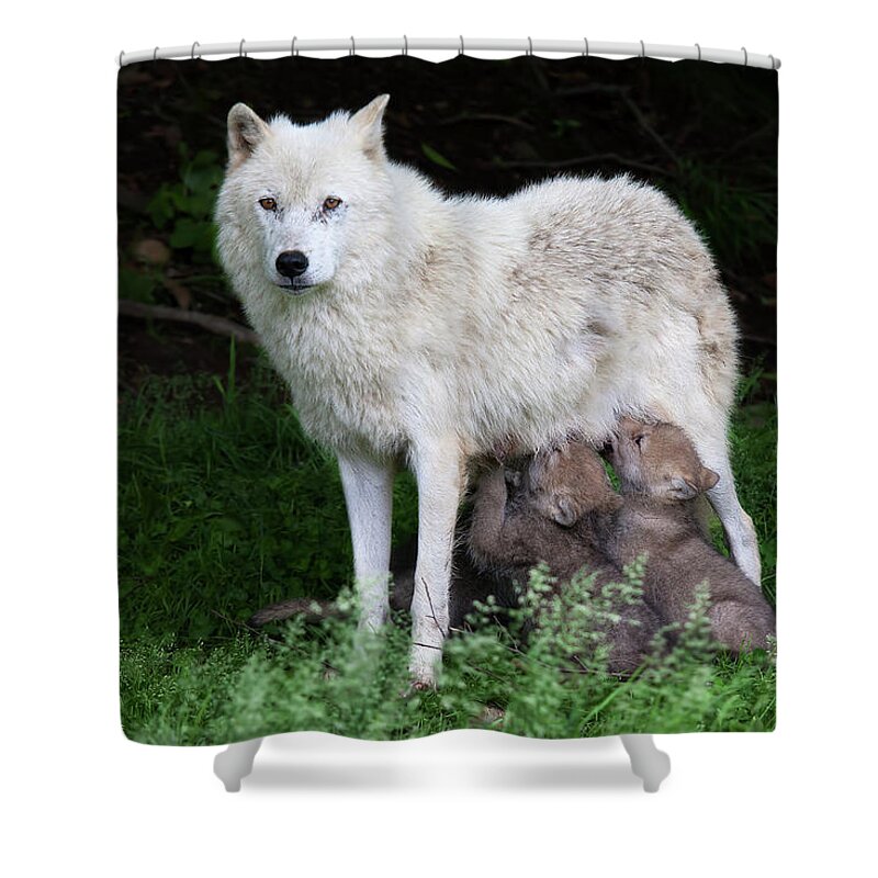 Wolf Cub Shower Curtain featuring the photograph Arctic Wolf Pups Feeding by Jim Cumming