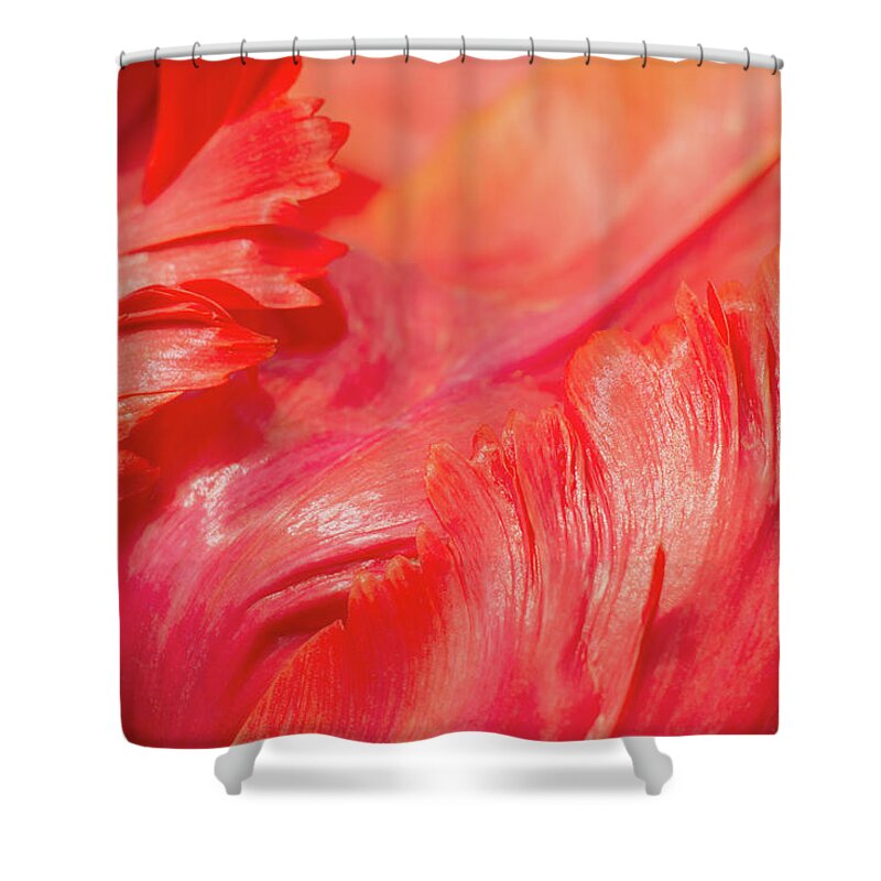 Tulip Shower Curtain featuring the photograph Ardent by Iryna Goodall