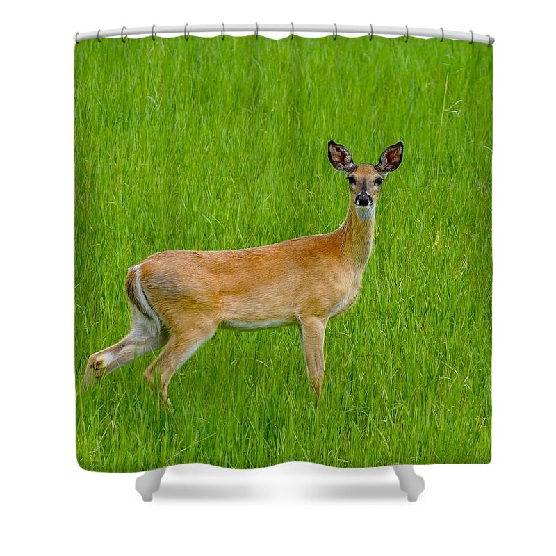 Deer Shower Curtain featuring the photograph Are You Talking to Me? by Susan Rydberg