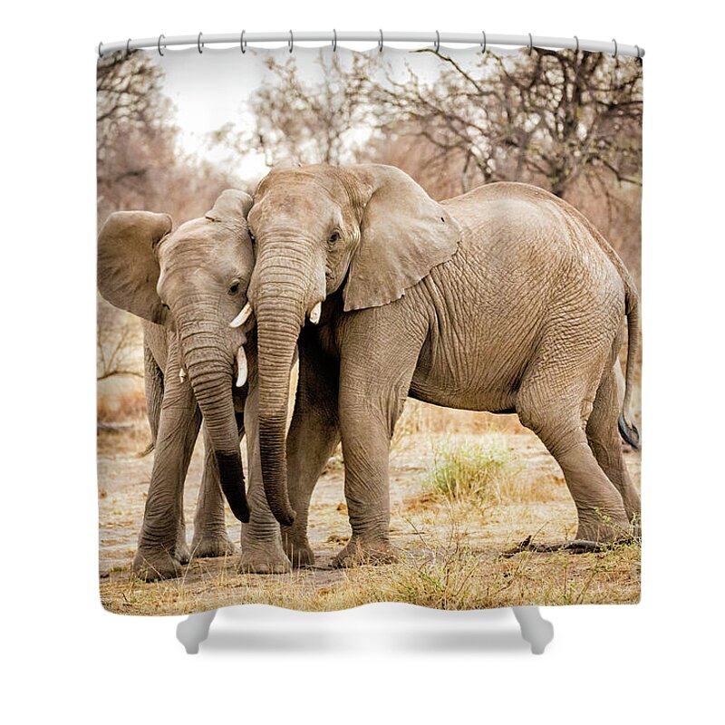  S Africa Shower Curtain featuring the photograph Arguing Elephants by Timothy Hacker