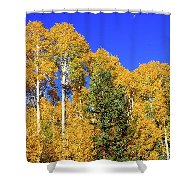 Arizona Shower Curtain featuring the photograph Arizona Aspens and Blowing Leaves by Dawn Richards