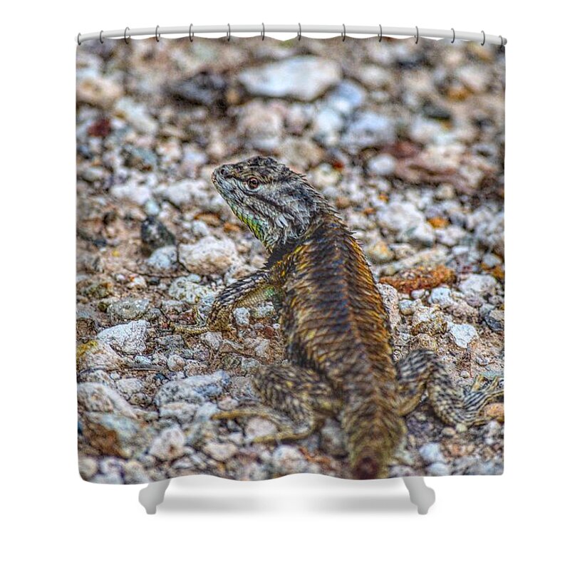Arizona Shower Curtain featuring the photograph Arizona Desert Spiny Lizard by Chance Kafka