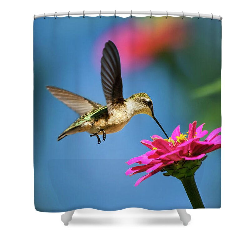 Hummingbird Shower Curtain featuring the photograph Art of Hummingbird Flight by Christina Rollo