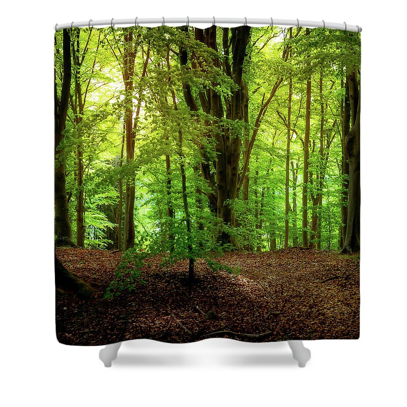 Beech Shower Curtain featuring the photograph Summer Forest by Nicklas Gustafsson