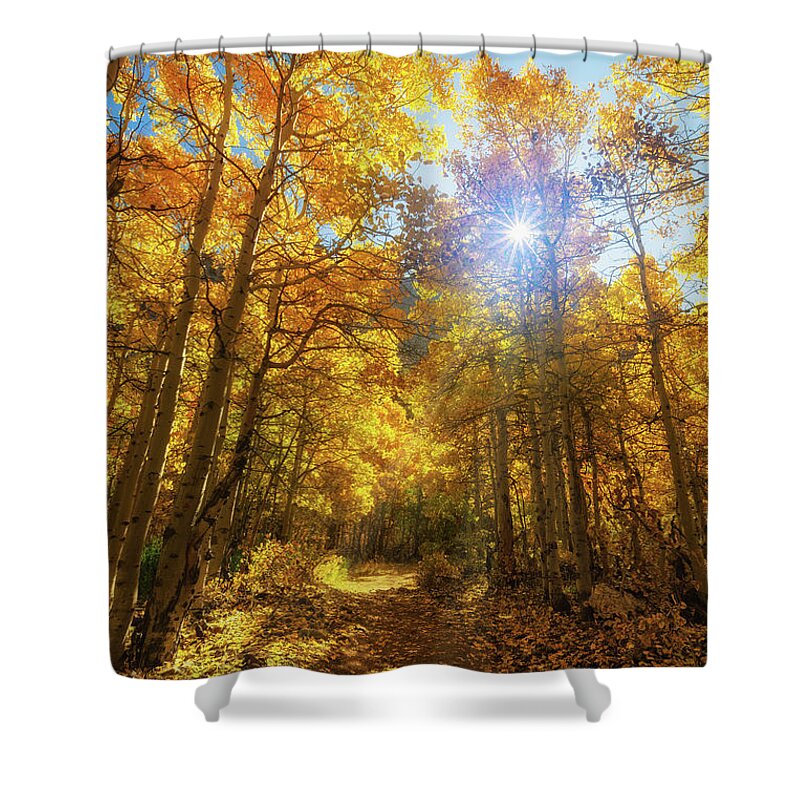 Trees Shower Curtain featuring the photograph Aspen Lane by Tassanee Angiolillo
