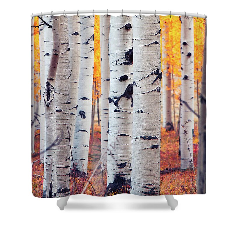 Tranquility Shower Curtain featuring the photograph Aspen Stand by Hansrico Photography