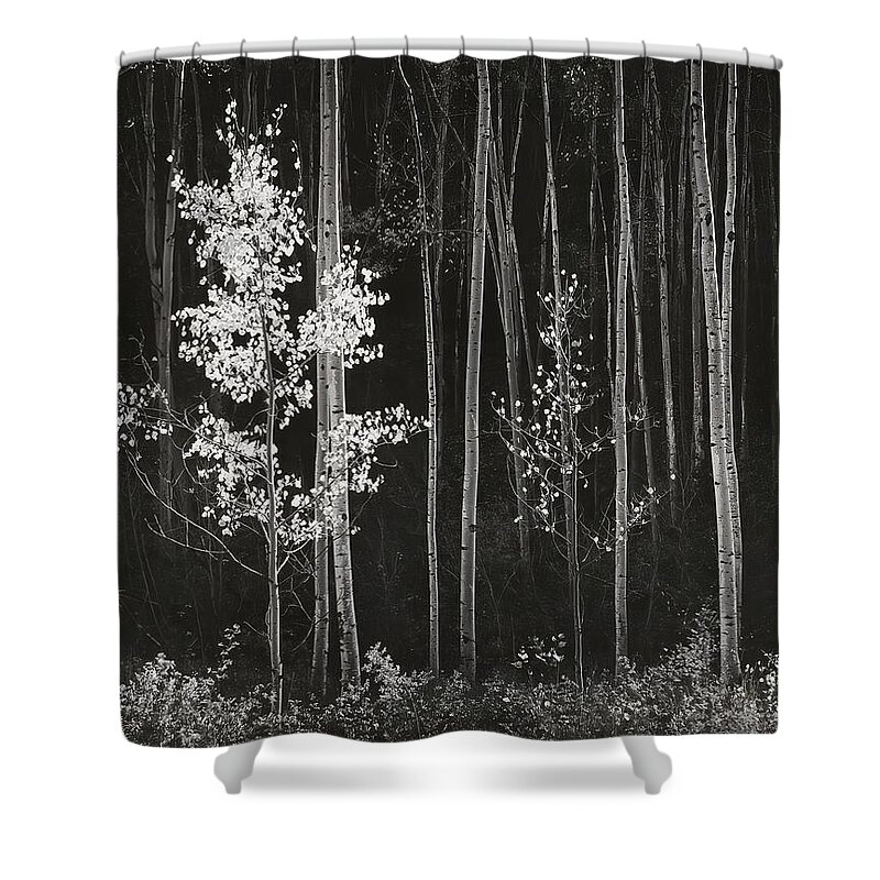 Ansel Adams Shower Curtain featuring the digital art Aspens Northern New Mexico by Ansel Adams