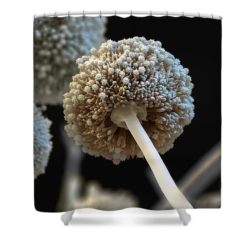 Aspergillus Shower Curtain featuring the photograph Aspergillus Niger by Oliver Meckes EYE OF SCIENCE