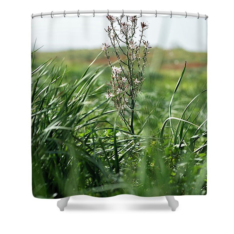 Israeli Nature Shower Curtain featuring the photograph Asphodelus ramosus by Benny Woodoo