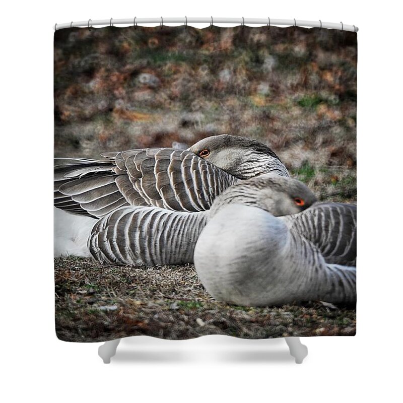  Shower Curtain featuring the photograph At Rest by DArcy Evans