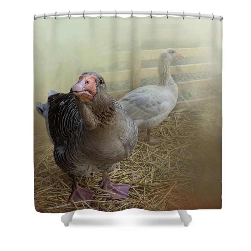 Toulouse Geese Shower Curtain featuring the photograph At the Farm by Eva Lechner