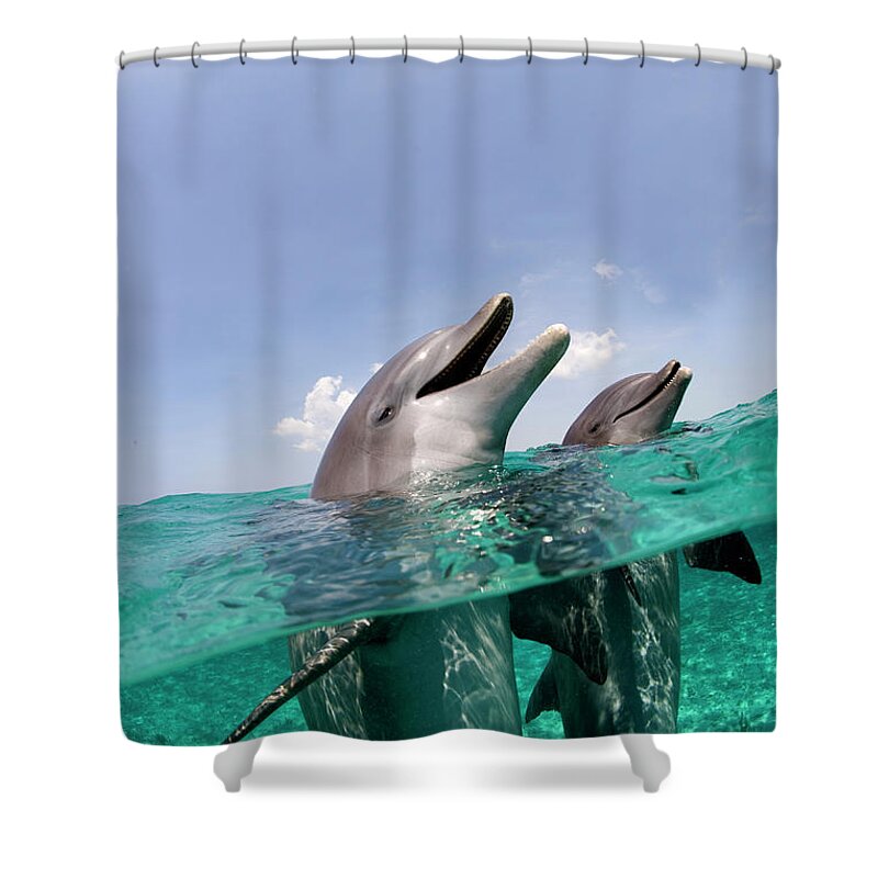 Animals In The Wild Shower Curtain featuring the photograph Atlantic Bottlenose Dolphins Tursiops by Stephen Frink