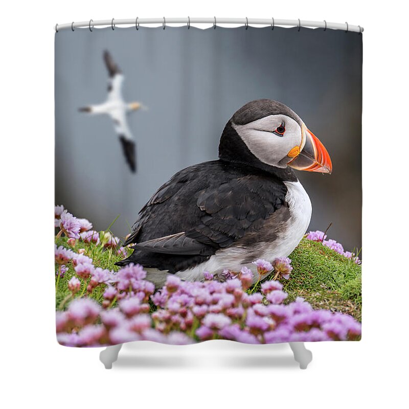 Atlantic Puffin Shower Curtain featuring the photograph Atlantic Puffin and Soaring Gannets by Arterra Picture Library