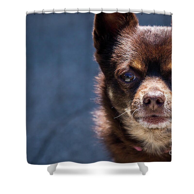 Mr Bear Shower Curtain featuring the photograph Attention by Shawn Jeffries