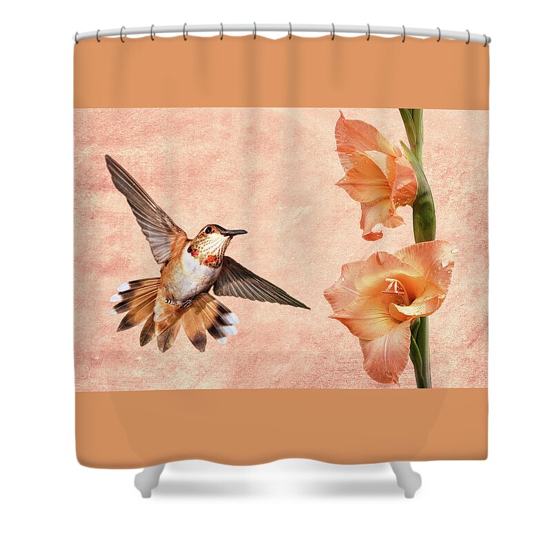 Rufous Hummingbird Shower Curtain featuring the photograph Attraction by Leda Robertson