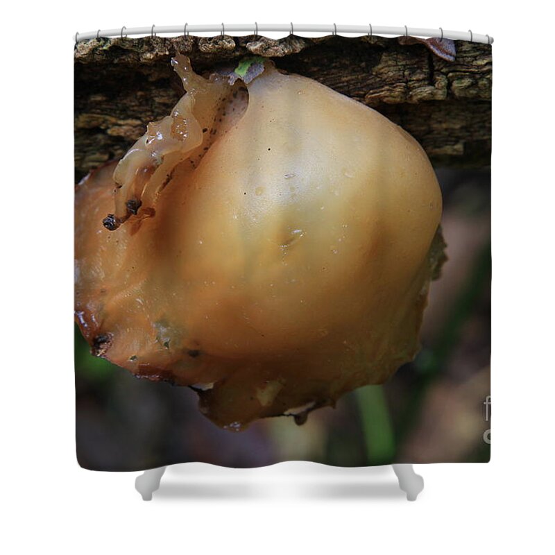 Fungus Shower Curtain featuring the photograph auricula judae/Wood Ear by Rick Rauzi