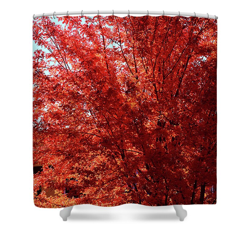 Tree Shower Curtain featuring the photograph Autumn Blaze by Kae Cheatham