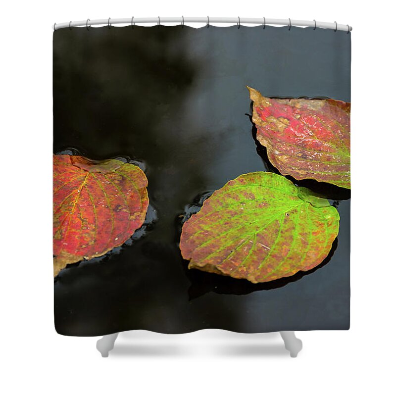 Autumn Shower Curtain featuring the photograph Autumn Dogwood Leaf Trio by Douglas Wielfaert