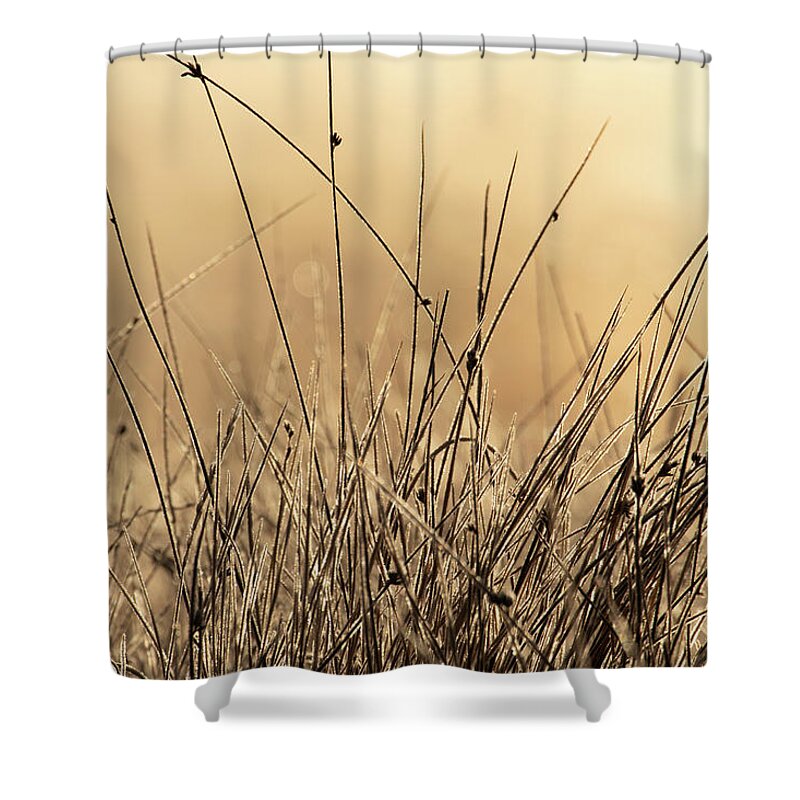Autumn Shower Curtain featuring the photograph Autumn Grass in Colorado by Kevin Schwalbe
