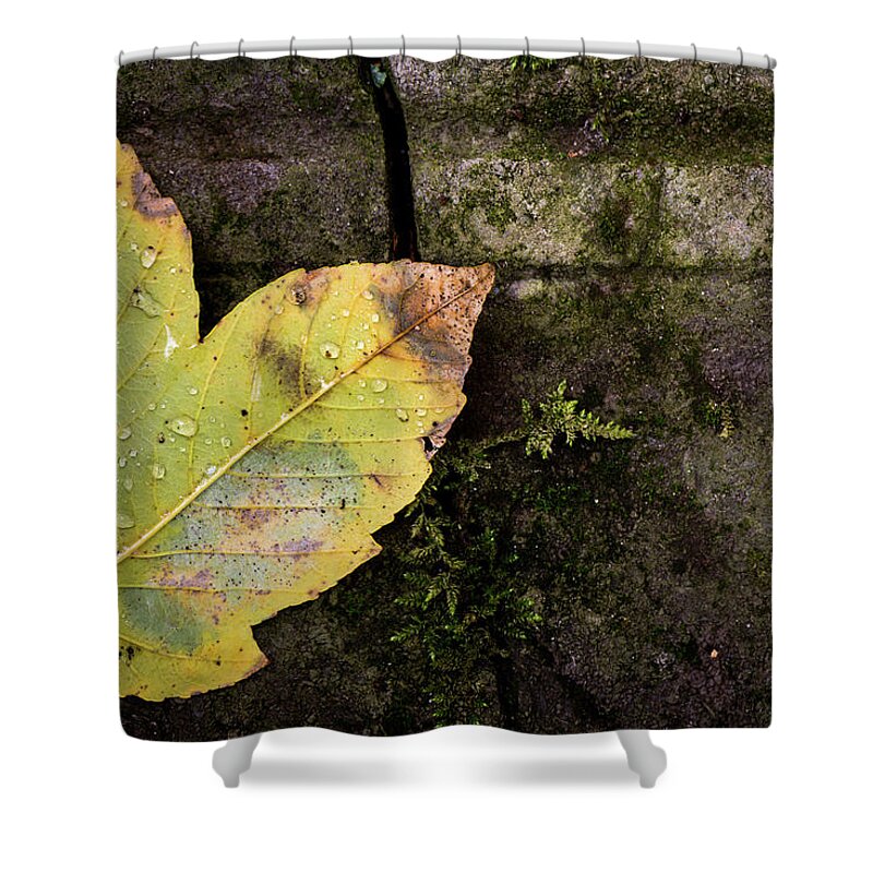 Autumn Shower Curtain featuring the photograph Autumn leaf on stone by Jenco van Zalk