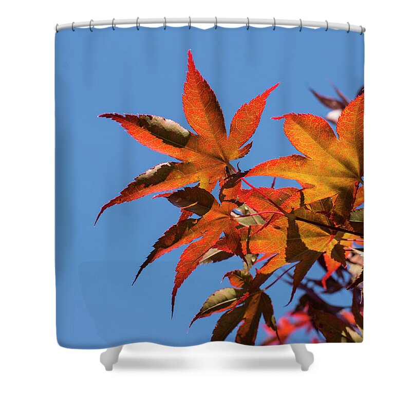 Autumn Shower Curtain featuring the photograph Autumn Leaves by Deborah Ritch
