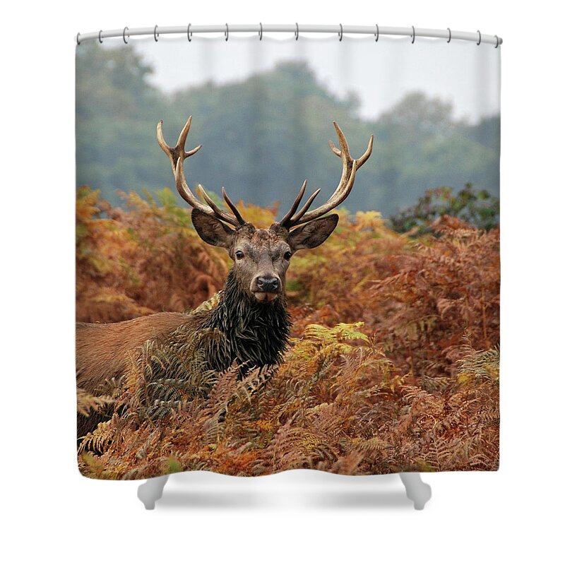 Animal Themes Shower Curtain featuring the photograph Autumn Stag by Rosie Herbert Photography