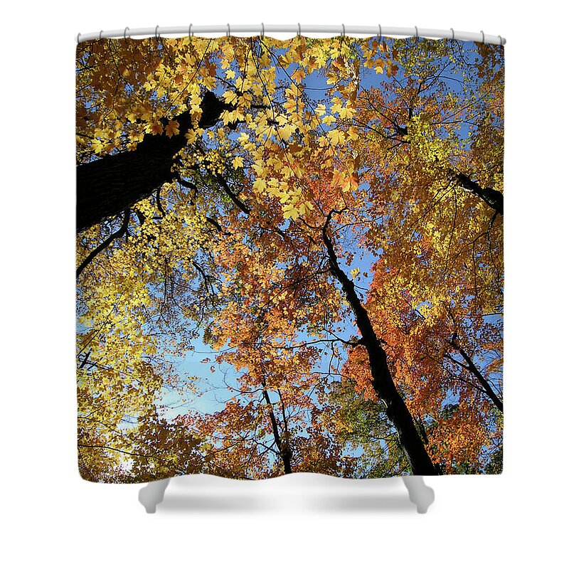 Scenics Shower Curtain featuring the photograph Autumn Trees by Sstop