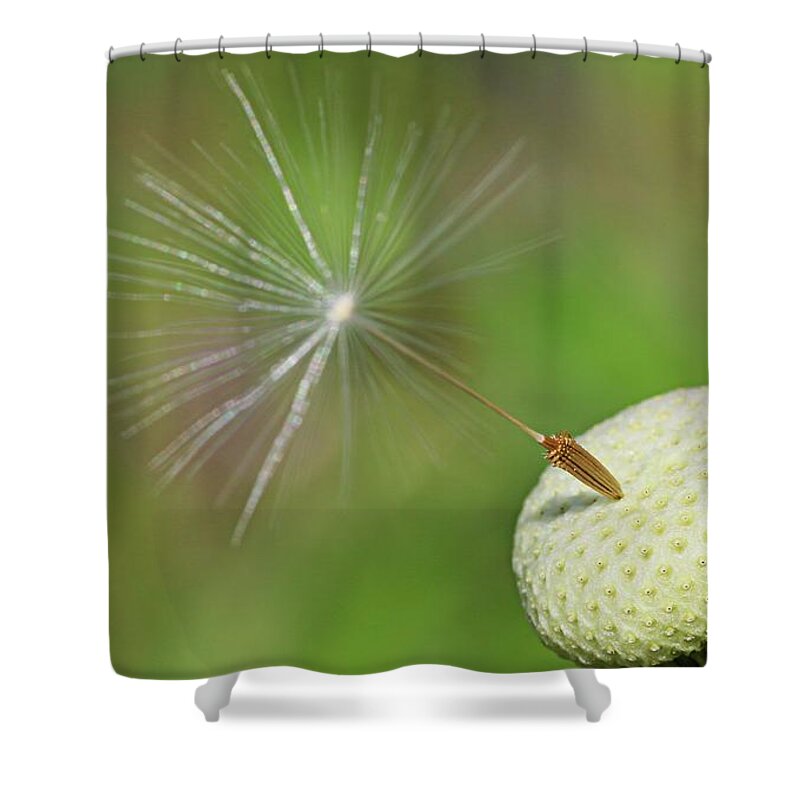Plant Shower Curtain featuring the photograph Autumn's end by Martin Smith