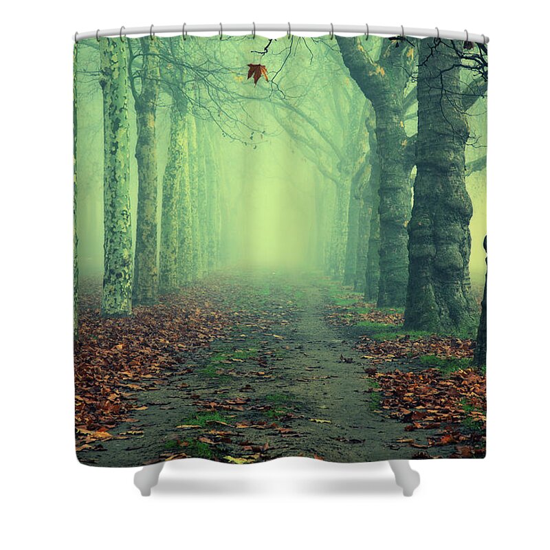 Dawn Shower Curtain featuring the photograph Avenue Of Trees by Ray Wise