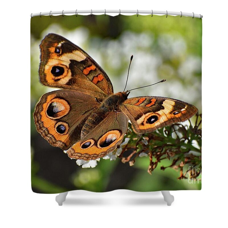 Common Buckeye Photo Shower Curtain featuring the photograph Awesome Beauty - Common Buckeye by Cindy Treger
