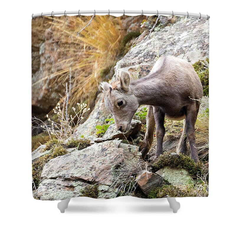 Bighorn Sheep Shower Curtain featuring the photograph Baby Bighorn Sheep Frolicking In Waterton Canyon by Steven Krull